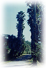 country road
