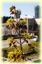 Spring tree buds
